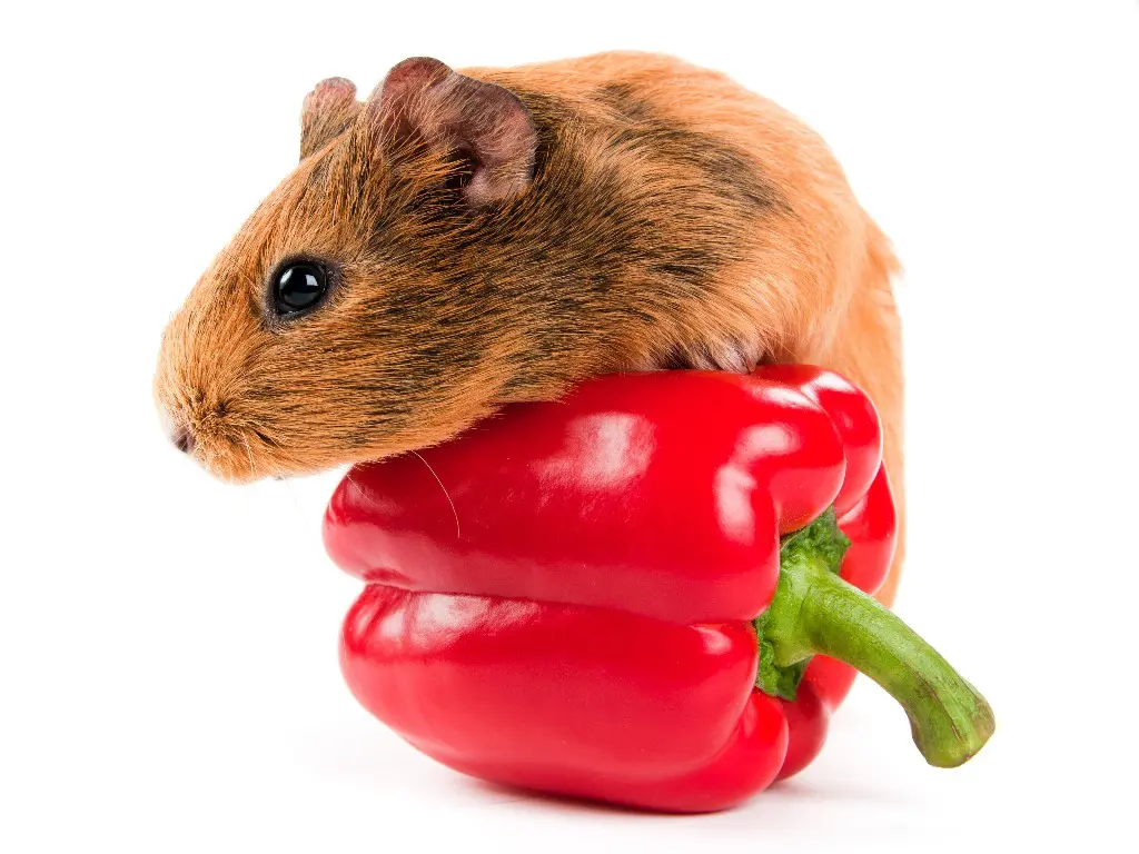 Can Guinea Pigs Eat Peppers A Guide to Safely Feeding Peppers to Your Pet