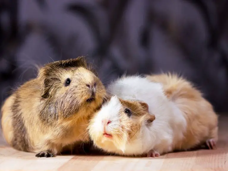 When Can Guinea Pigs Breed: Pet Cavy Breeding and Pregnancy