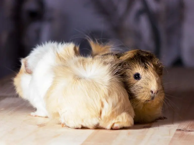 What Do Guinea Pigs Hate: List of Things Your Guinea Pig Hates