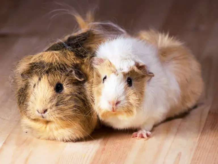 Will Guinea Pigs Kill Each Other Causes of Aggression and How to
