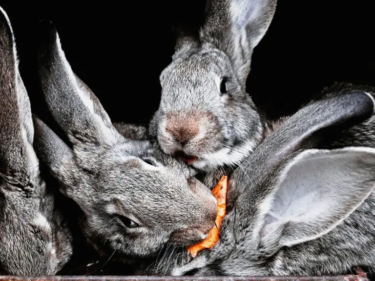 Can Rabbits Live Together: Rabbits As Companions