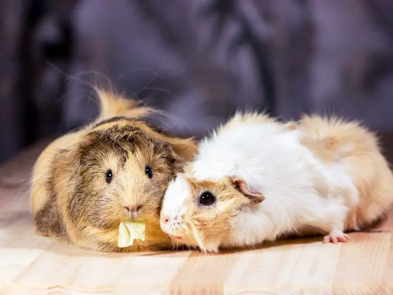 Can Guinea Pigs Change Gender: Identifying Male and Female Guinea Pigs
