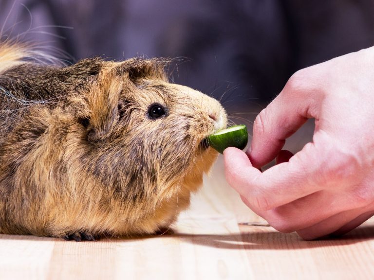 View of What Do Guinea Pigs Hate: List of Things Your Guinea Pig Hates ...