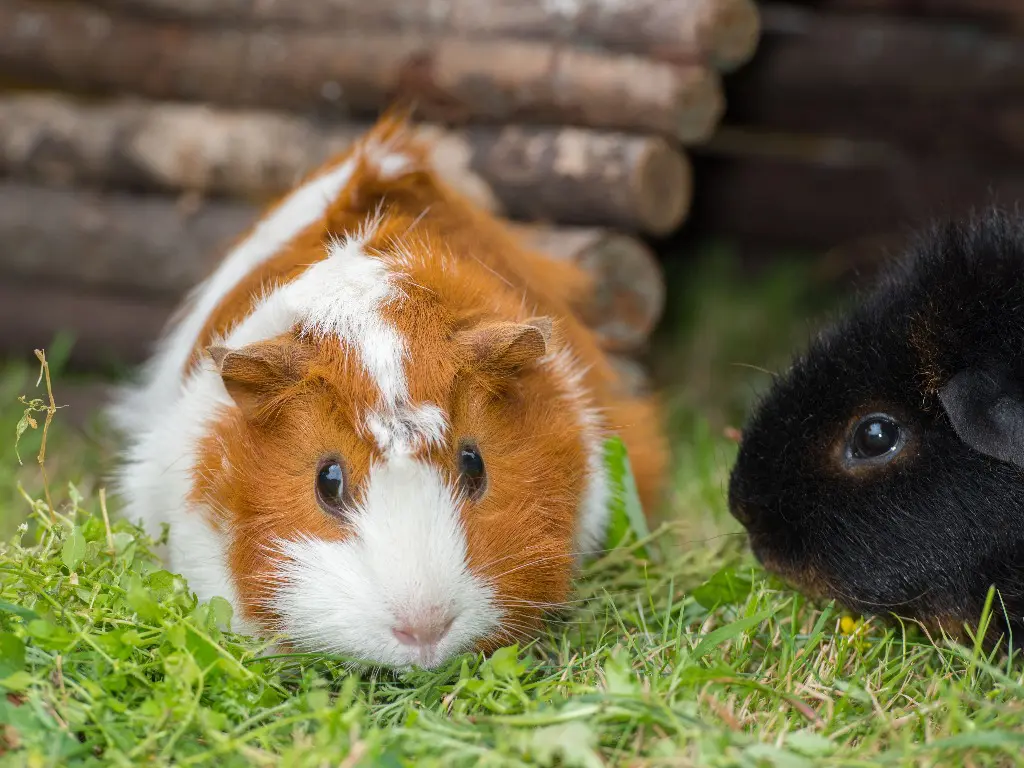 Do Guinea Pigs and Hamsters Get Along Similarities and Differences