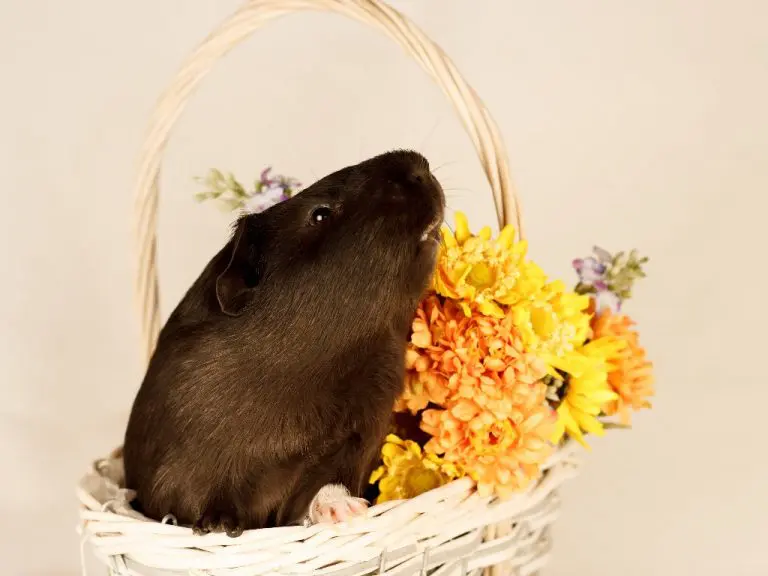 Do Guinea Pigs Die Easily: Common Causes of Cavy Death and What You Can Do to Avoid Them