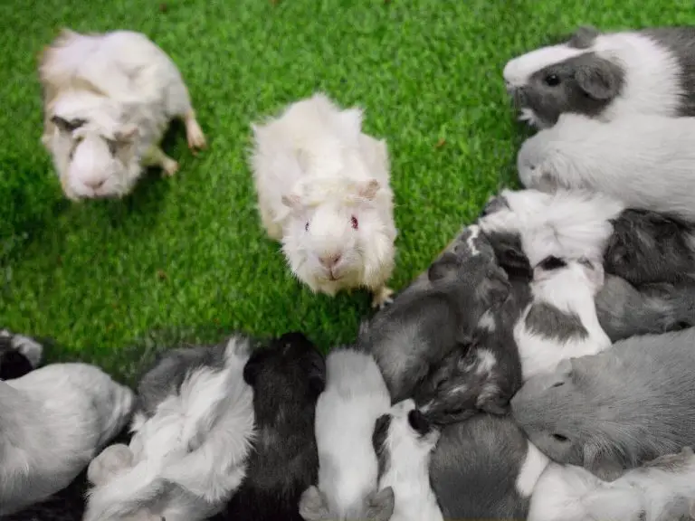 How Do Guinea Pigs Mate What You Need to Know About Guinea Pigs Reproduction