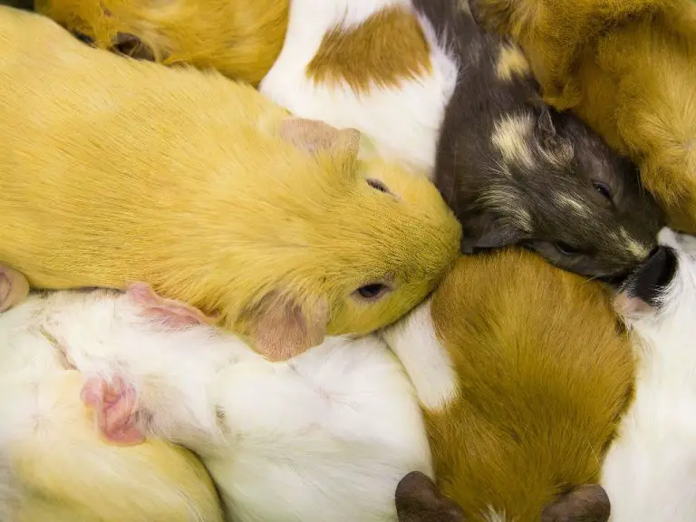 Are Guinea Pigs Cuddly: Tips to Make Your Pet Cavies More Willing to Cuddle