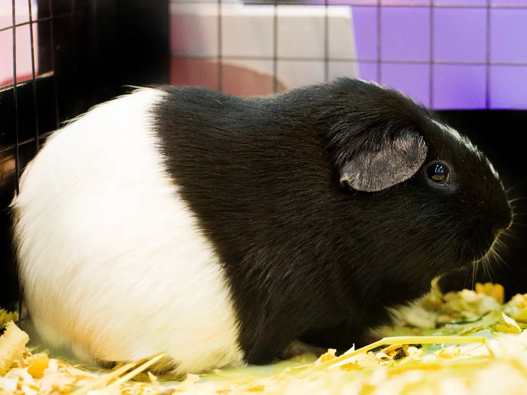 Can Guinea Pigs Get Pregnant Without a Male: How Pet Cavies Reproduce