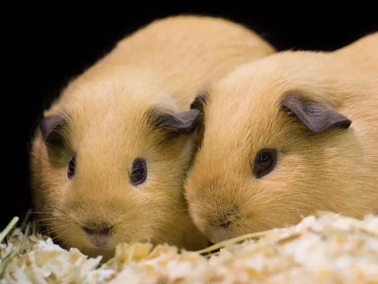 Are Guinea Pigs Rodents: All About Your Guinea Pigs