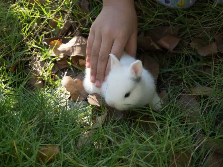 How to Pick Up a Rabbit That Runs Away: Tips to Pick Up Your Rabbit