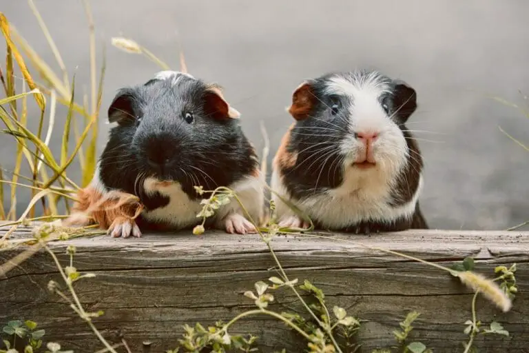 Are Guinea Pigs Kosher: Get to Know the Jewish Religion