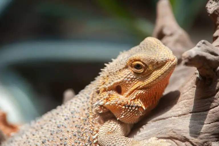 Why Do Bearded Dragons Open Their Mouths: Reasons Bearded Dragons Hold Their Mouths Open