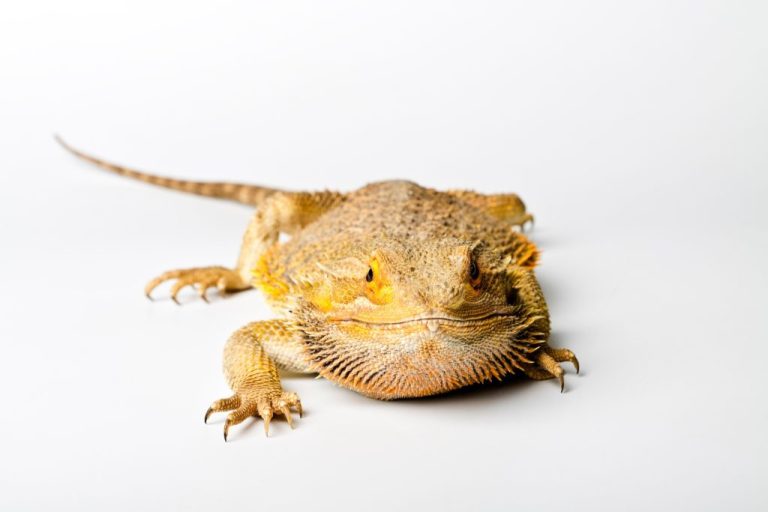 How Much Is a Bearded Dragon: Cost of Owning a Bearded Dragon