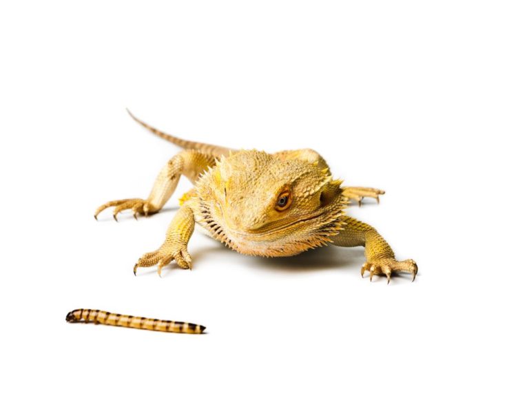 Can Bearded Dragons Eat Wax Worms: The Pros and Cons of Feeding Wax Worms to Bearded Dragons