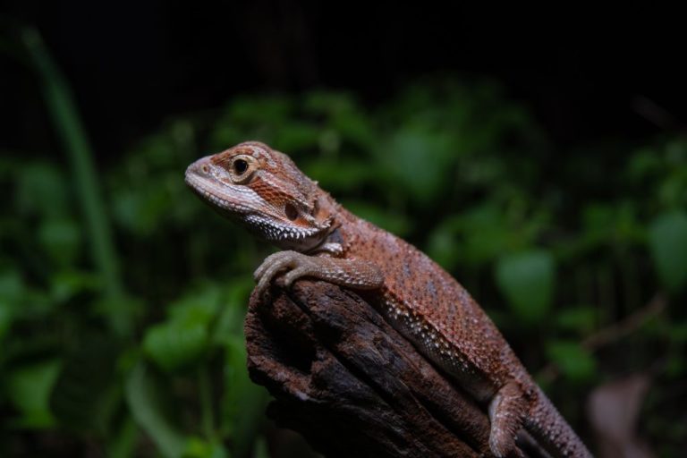 Where Does Bearded Dragon Live: The Different Habitats for Bearded Dragons