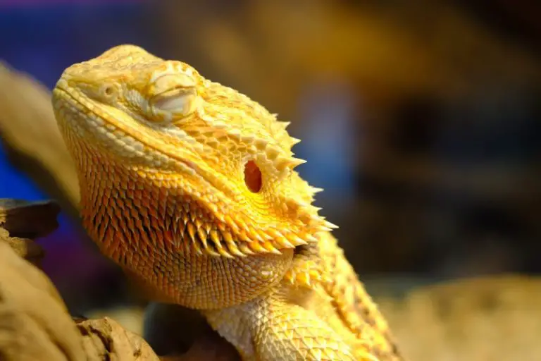 Do Bearded Dragons Like to Be Held: Tips and Tricks in Handling Your Bearded Dragon