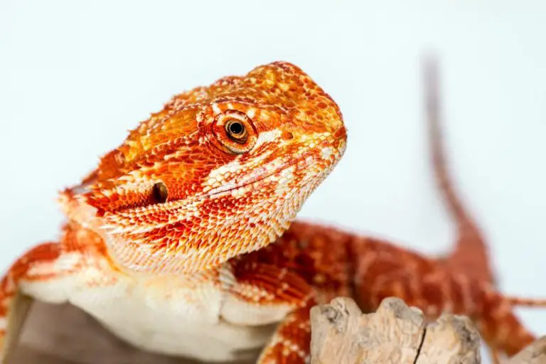 What Do Bearded Dragons Eat: Get to Know the Diet of Your Bearded Dragon