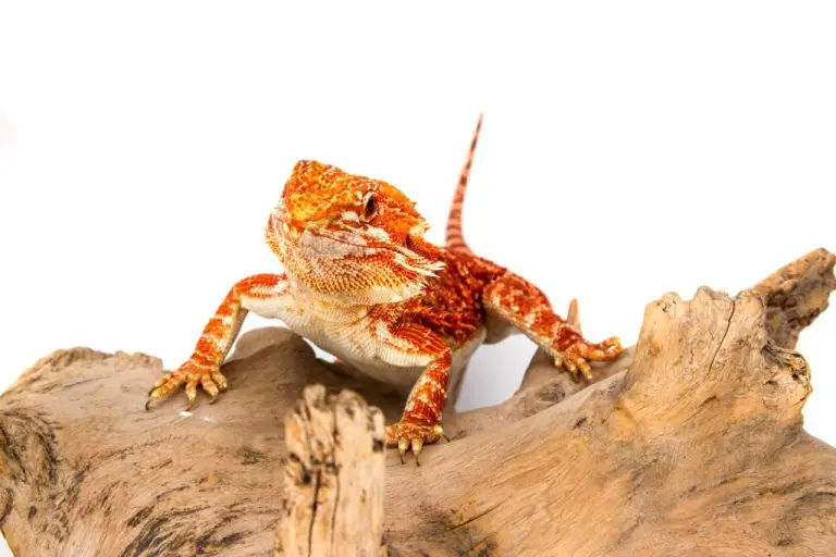 Can Bearded Dragon Eat Cucumber: Benefits and Risks of Feeding Cucumber to Your Bearded Dragon
