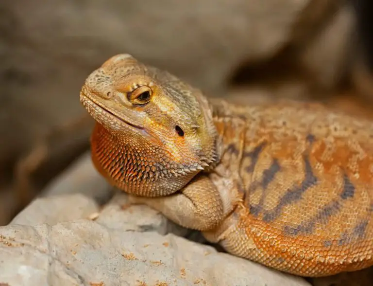 Can Bearded Dragons Eat Sweet Potatoes: The Benefits and Risks of Feeding Sweet Potatoes to Bearded Dragons