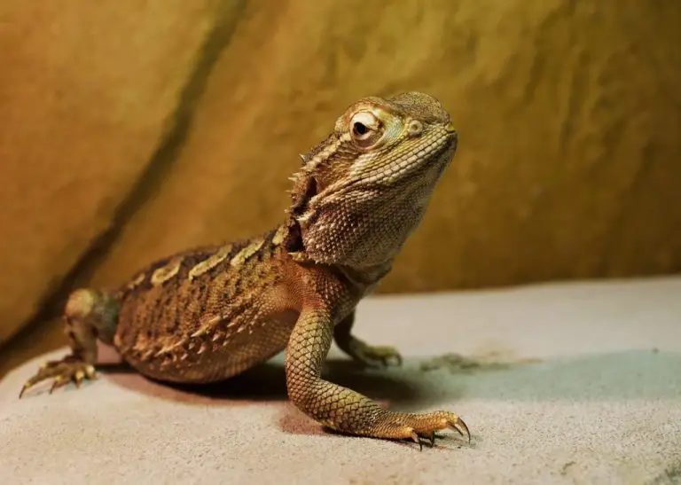 Can Bearded Dragon Eat Celery: Benefits and Risks of Celery to Your Bearded Dragon