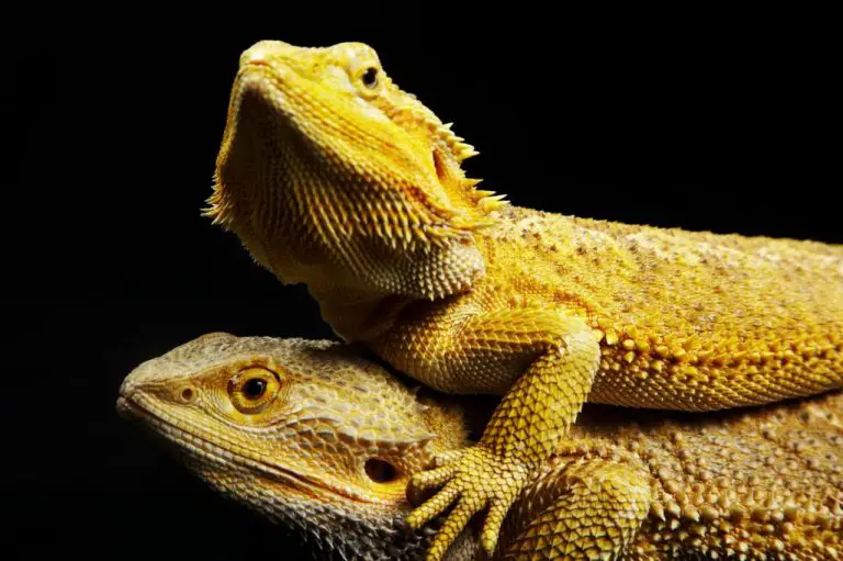 How Do Bearded Dragons Mate: A Guide to Bearded Dragon Breeding