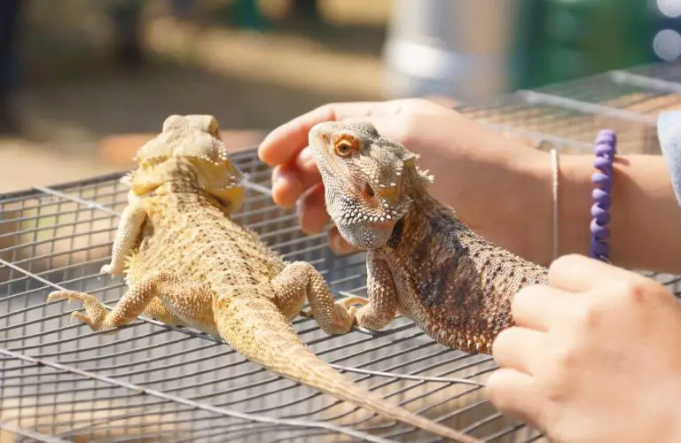 Do Bearded Dragons Smell: Causes of Smell of Bearded Dragons and How to Deal With It