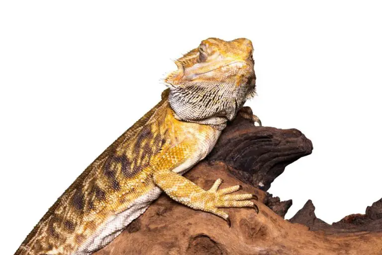 Can Bearded Dragon Eat Grapes: Grapes as Part of Your Bearded Dragon’s Diet