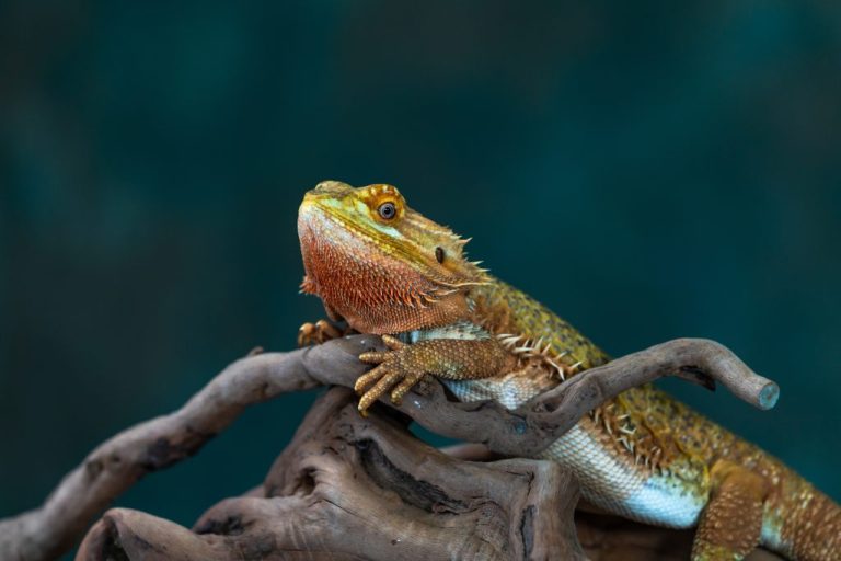 Can Bearded Dragons Eat Zucchini: The Pros and Cons of Feeding Zucchini to Beardies and How to Prepare It for Them
