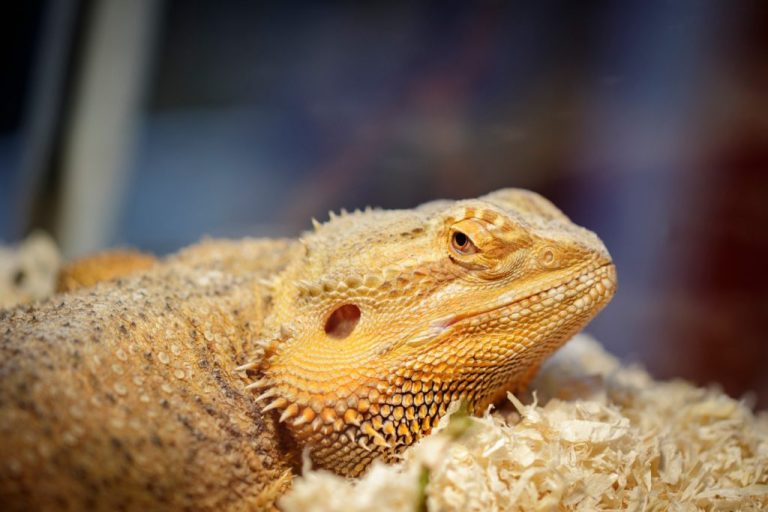 Can Bearded Dragon Eat Avocado: Everything You Need to Know About Avocados for Bearded Dragons
