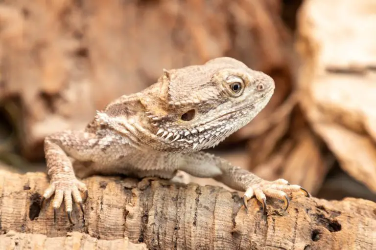 Can Bearded Dragons Get Depressed? Understanding the Emotional Well