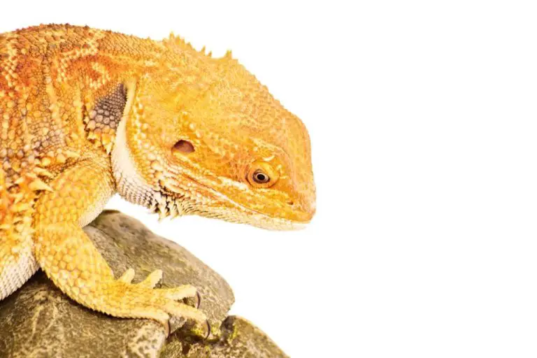 Can Bearded Dragon Eat Tomato: Benefits and Risks of Tomatoes to Bearded Dragon
