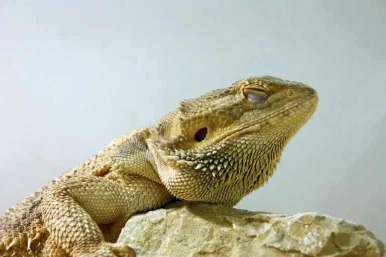 Do Bearded Dragons Sleep with Their Eyes Open? Exploring the Sleeping