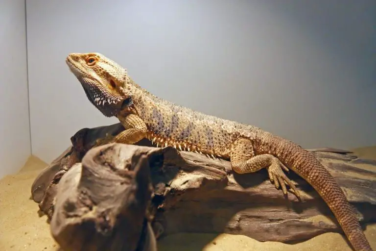 Can Bearded Dragons Have Carrots: The Benefits and Risks of Feeding Carrots to Bearded Dragons