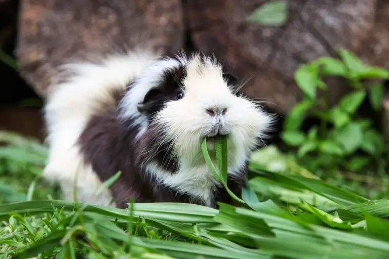 Can Guinea Pigs Eat Microgreens: Reasons to Grow Microgreens and Its Risks to Your Guinea Pigs