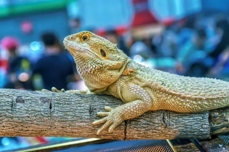 Can Bearded Dragons Eat Mango: The Benefits and Risks of Feeding This Fruit to Your Pet