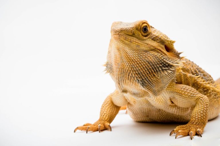 Can Bearded Dragon Eat Banana: Bananas as Part of Your Bearded Dragon’s Diet