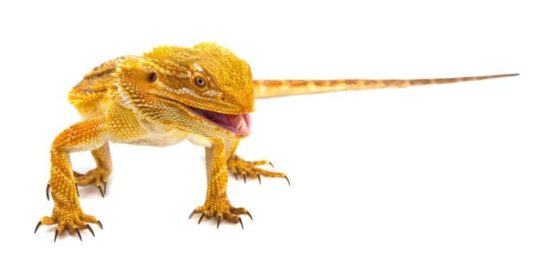 Can Bearded Dragons Eat Flies: A Comprehensive Guide to Feeding Your Pet