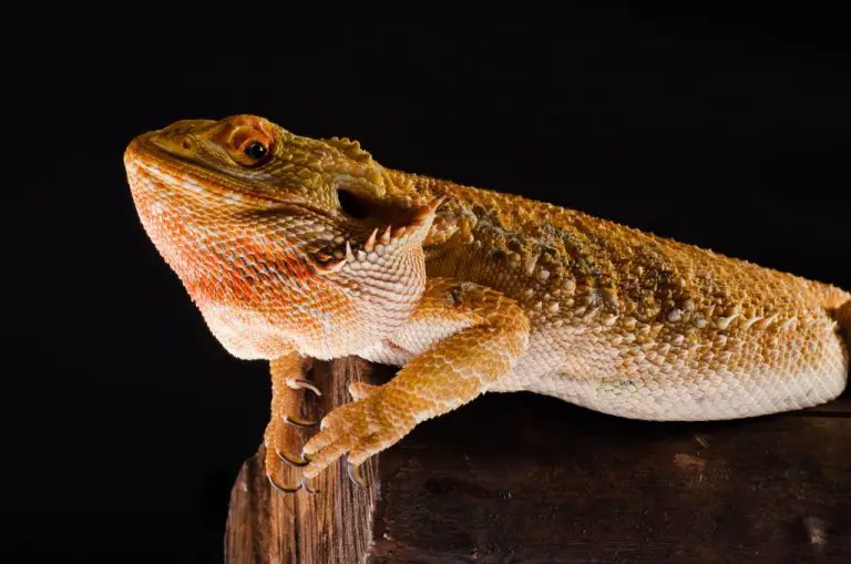 Do Bearded Dragons Have Teeth: Dental Issues of Your Bearded Dragon and How to Deal With It