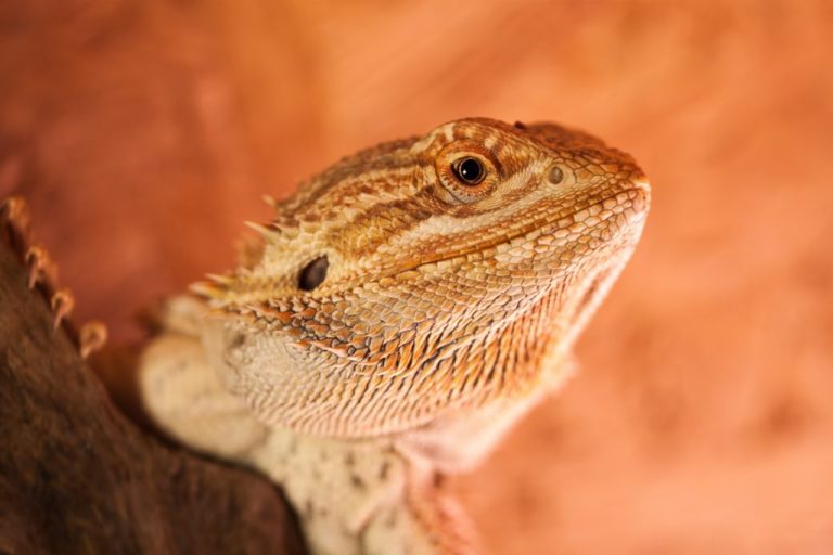 When Bearded Dragons Shed: Signs of Shedding and What to Do to Help Your Bearded Dragon During This Stage