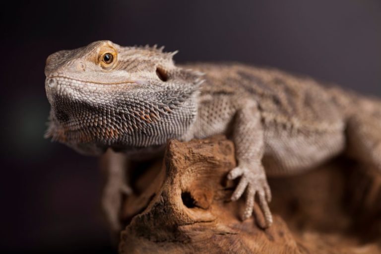 Most Miniature Bearded Dragon: The Max Size of Some Bearded Dragon Species and Causes of Slow Growth