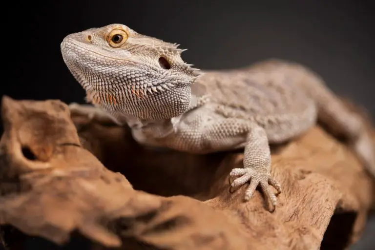 Do Bearded Dragon Bites Hurt: What to Do if You Get Bitten by a Bearded Dragon and Reasons They Bite