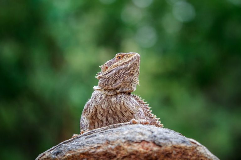 Why Do Bearded Dragons Bob Their Heads: Reasons Beardies Bob Their Heads