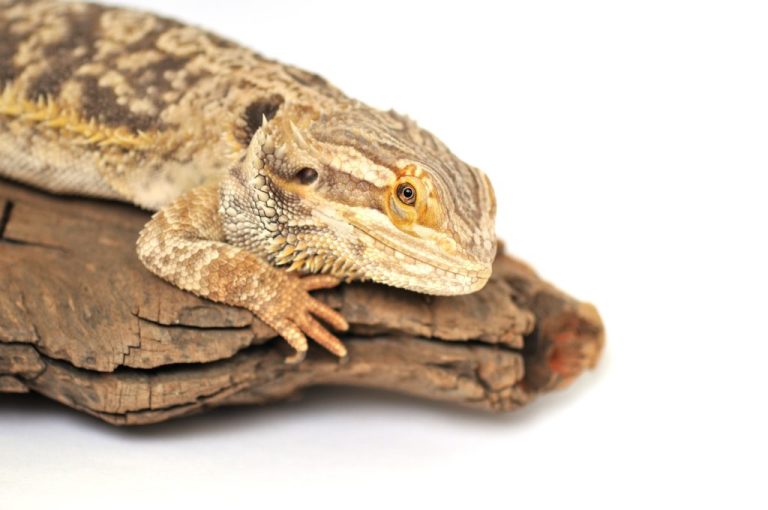 Can Bearded Dragon Eat Spinach: Spinach As Bearded Dragon’s Diet