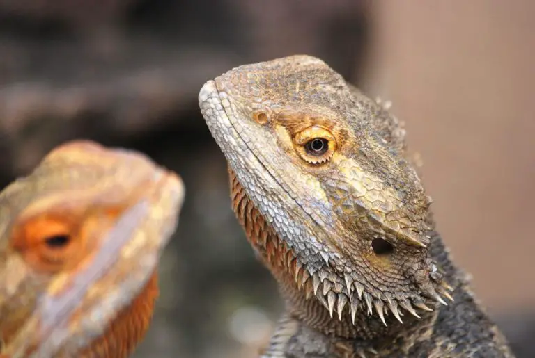 Can Bearded Dragons Eat Strawberry: What You Need to Know About Bearded Dragons and Strawberry