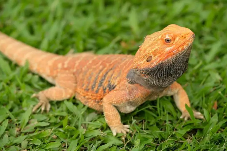 Can Bearded Dragon Eat Mice: The Benefits and Risks of Feeding Mice to Bearded Dragons