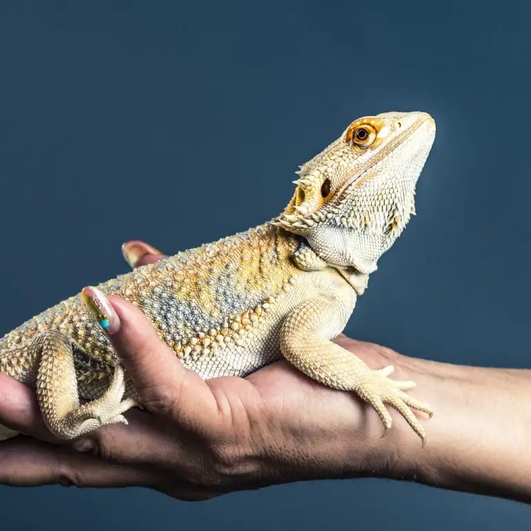 Bearded Dragon: Get to Know Bearded Dragon More