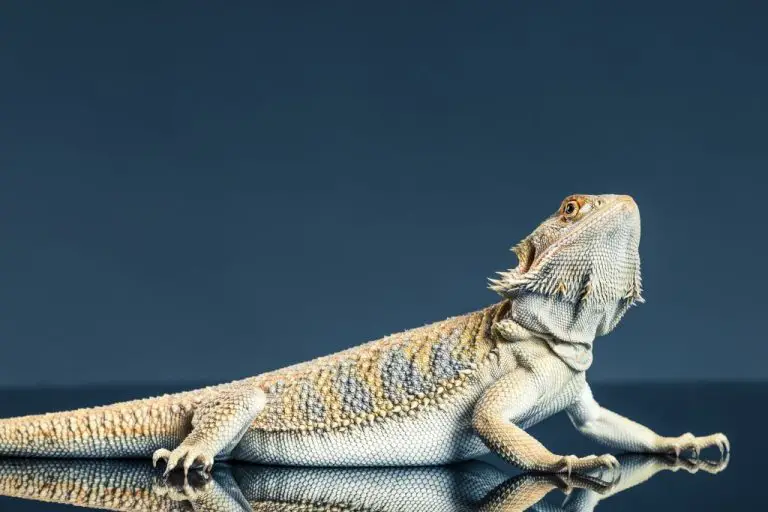 Can Bearded Dragon Eat Apple: Apples as Part of Bearded Dragon’s Diet