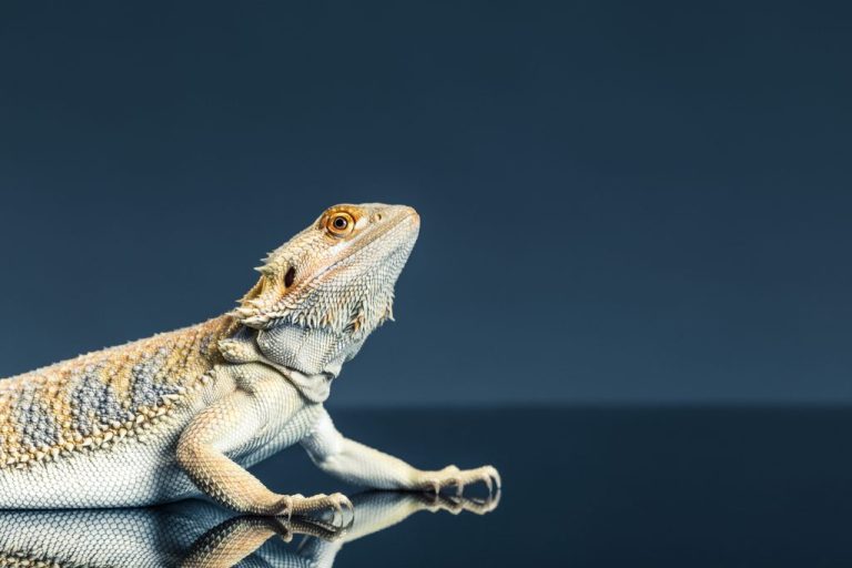 Why Is My Bearded Dragon Black: Reasons Your Bearded Dragon Is Turning Black
