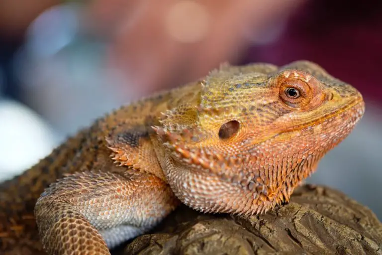 Why Do Bearded Dragons Wave: What Bearded Dragons’ Waves Mean and What to Do if They Do It Too Much