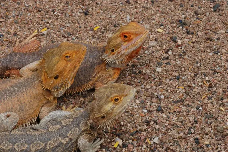 Can Bearded Dragons Live Together: Everything You Need to Know About Housing Beardies
